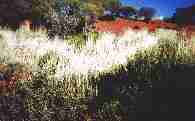 Das typische silberne Spinifax-Gras der australischen Wüsten